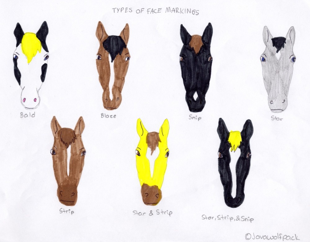 Horse Markings