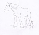 Free Clydesdale Coloring page