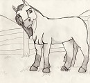 Curious Colt