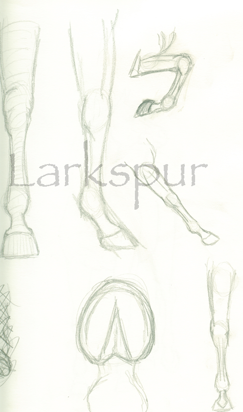 Horse Leg Study