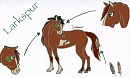 Larkspur--> Equisona
