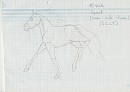 Spirit in canter