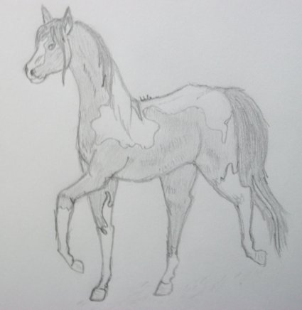 Gift for Horses101
