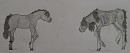 Skin and Bone/ Rp Image