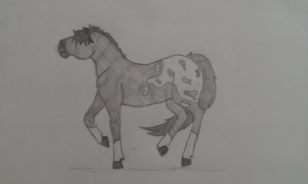 Appaloosa Spirit