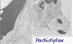 pachidiplax