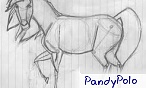 PandyPolo