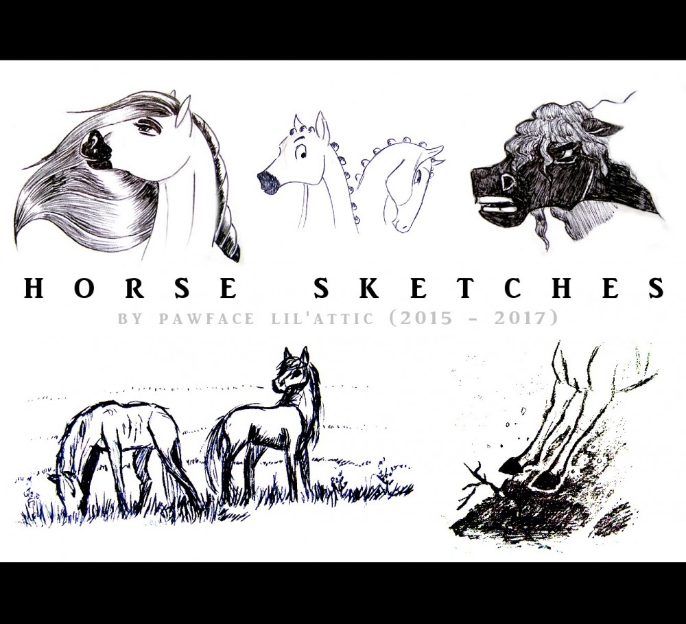 Horse Sketches