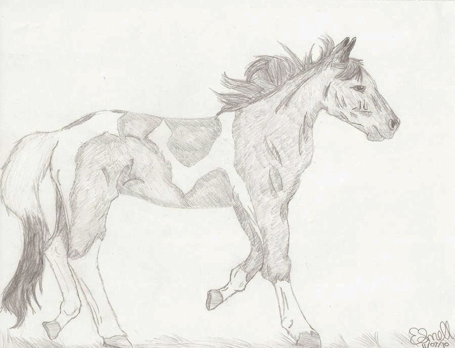 Basuto Horse