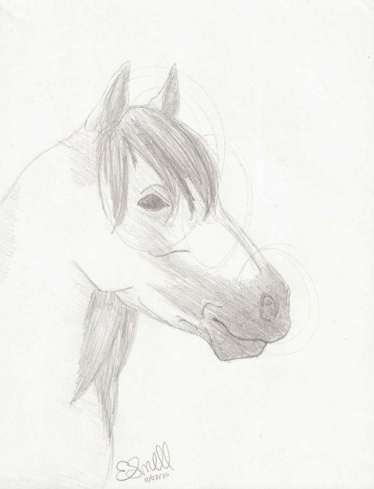 Lusitano Horse