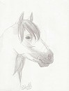 Lusitano Horse