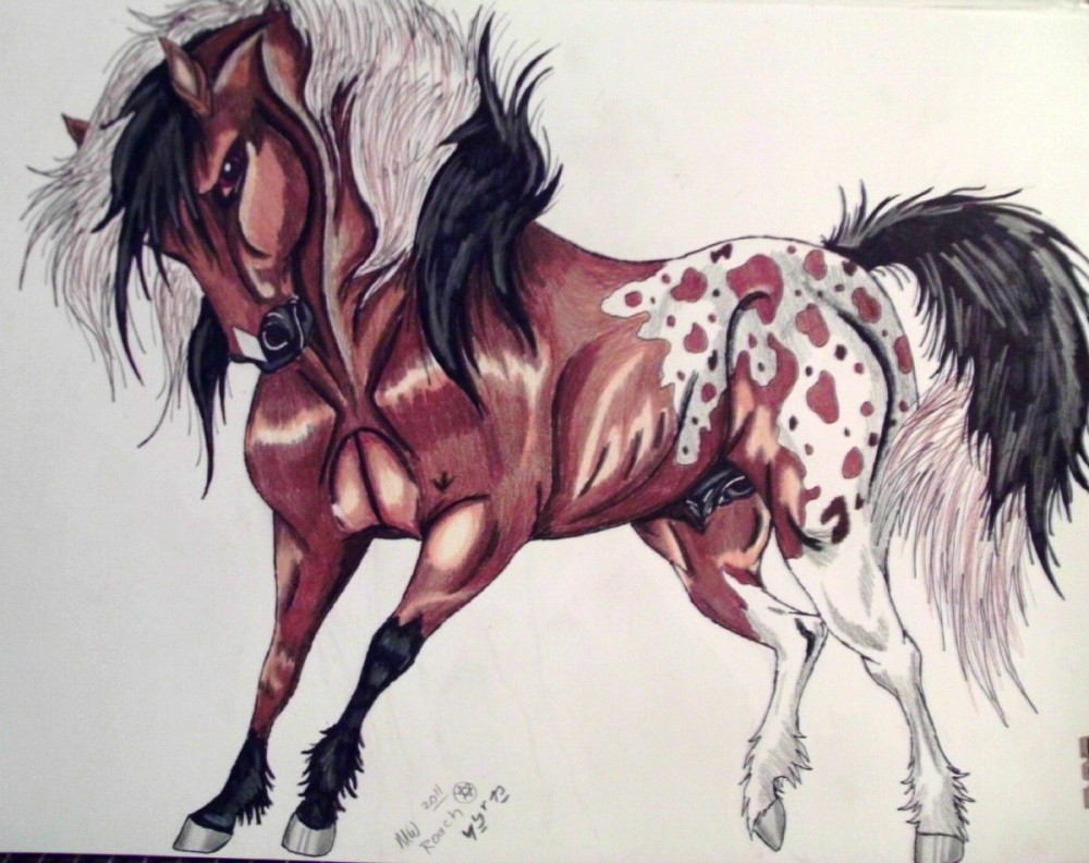 Roksylde -Rival Stallion-