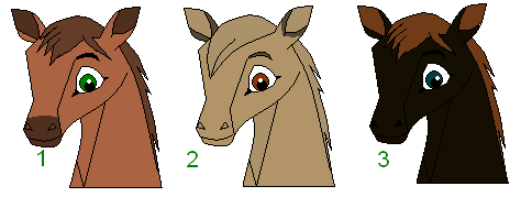 Colt adoptables