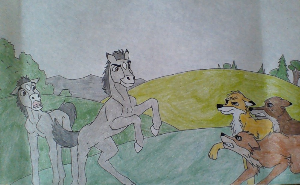 The Coyotes attack