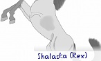 shalaska (Rex)