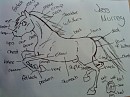Anatomy