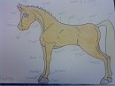 Basic Anatomy