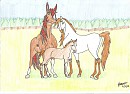 His First Foal