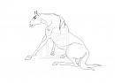 New Upcoming Stallion