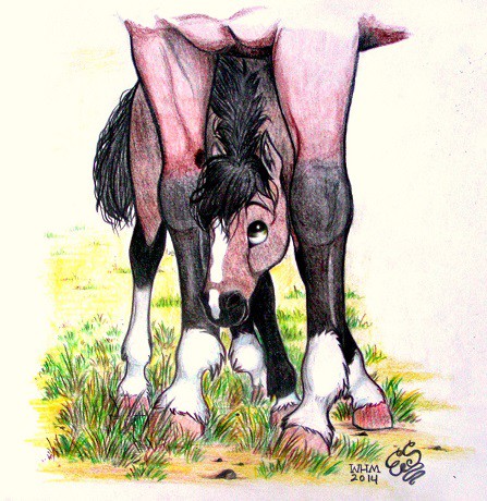 Shy Foal