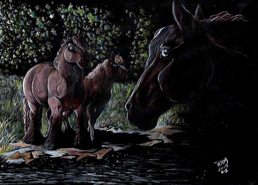Stallion in the Shadows