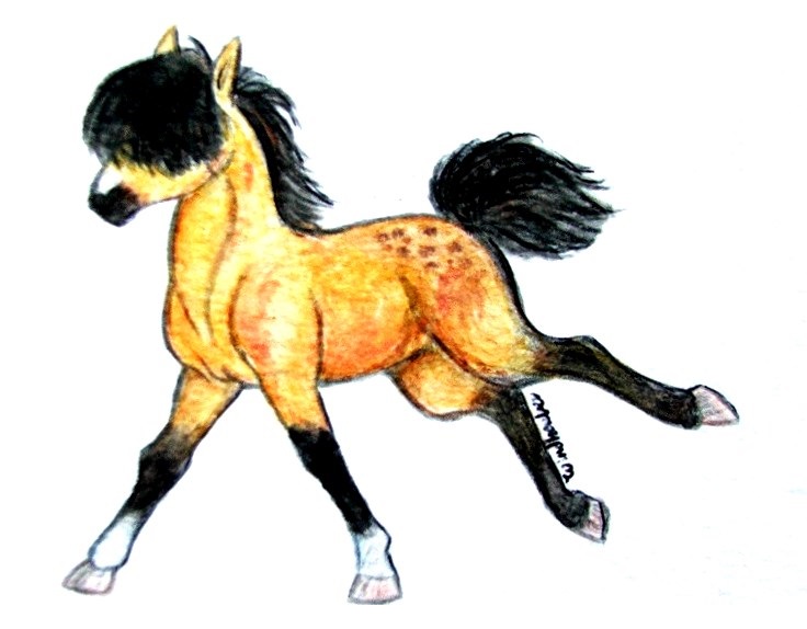 Wild Young Colt