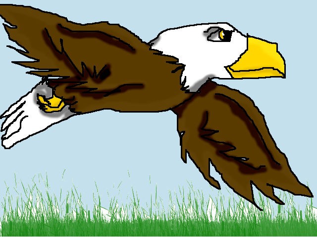 America's bird 