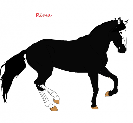 Detail Rima