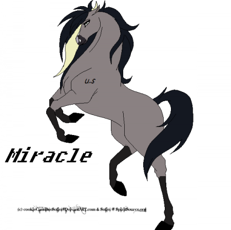 Detail Little Miss Miracle 