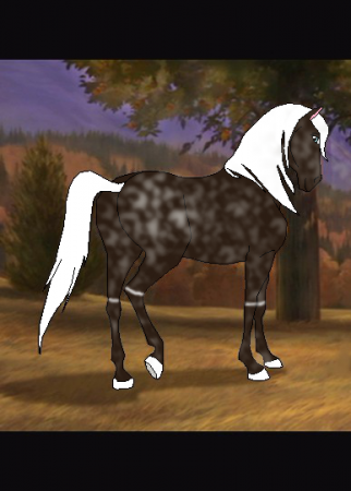 Detail Montana (Horsesrule000)