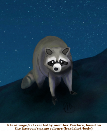 Detail Raccoon