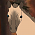 Katani (ID)