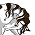 Sage (white stallion)
