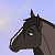 Calypso (WS)