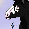 Midnight Star (Heartland-lover)