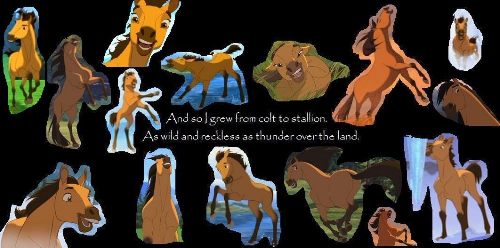 Colt to Stallion
