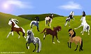 Northern Wells Herd
