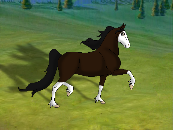 Show Horse