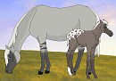 Justin x Ocarina's foal