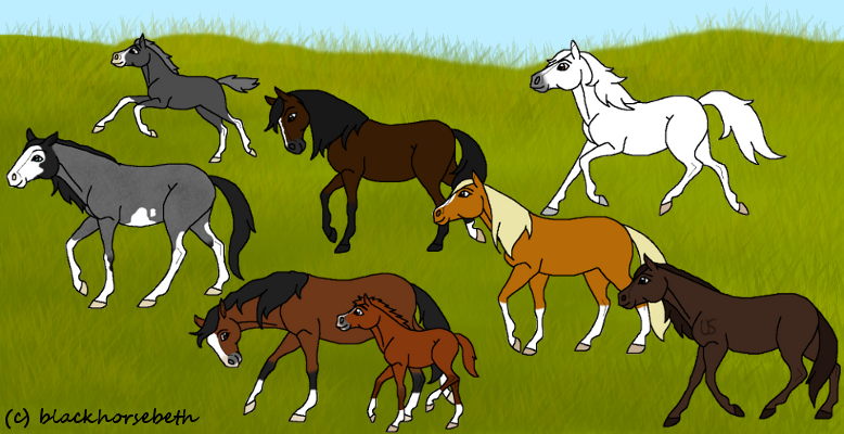 White Forest Herd