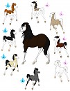 Adoptable Foals
