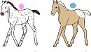 Foal designs! *Puer & Lemenet*