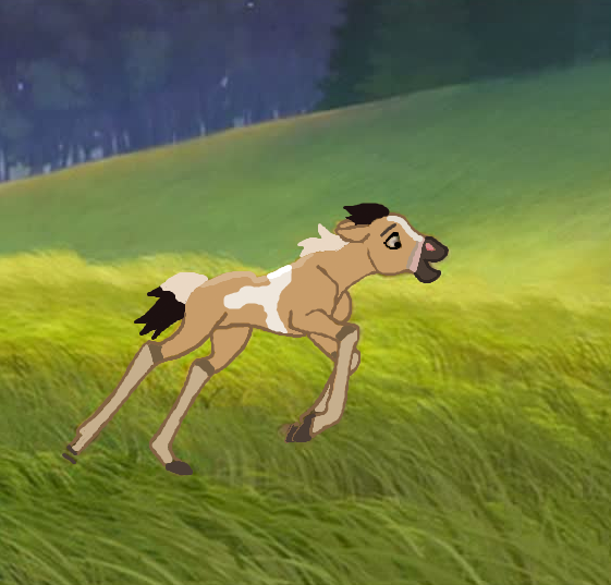 the New Foal - Nakota
