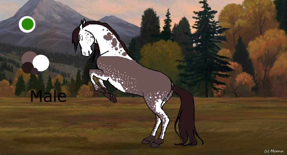 Appaloosa adoptable- 1