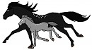 Dark Night Foal Adoptable