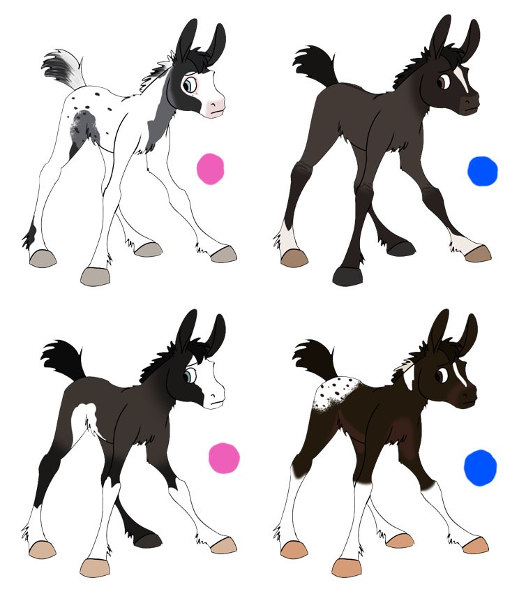 FAN FOALS