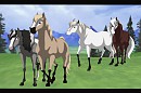 The Herds Beginning