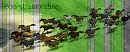 The Herd