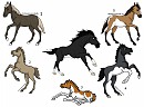 Obsidian foal adopts