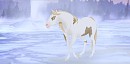 Acacia walking in the winter